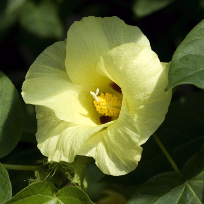 Mexická bavlna - Gossypium hirsutum - osivo bavlny - 5 ks