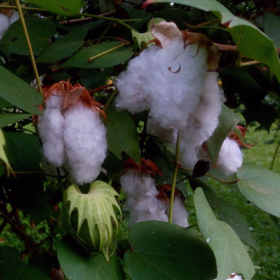 Mexická bavlna - Gossypium hirsutum - osivo bavlny - 5 ks