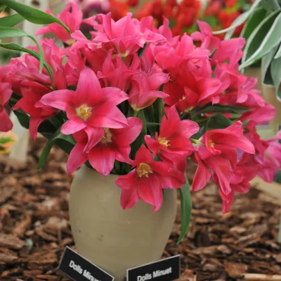 Tulipán Dolls Minuet - Tulipa - cibule tulipánů - 3 ks