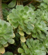 Růžicovka - Aeonium undulatum - osivo růžicovky - 15 ks