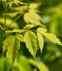 Javor jasanolistý - Acer negundo - osivo javoru - 12 ks