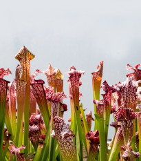Špirlice náhorní - Sarracenia oreophila var. ornata - osivo špirlice - 12 ks