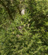 Smrk Wilsonův - Picea wilsonii - osivo smrku - 12 ks