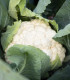BIO Květák Neckarperle - Brassica oleracea - bio osivo květáku - 20 ks