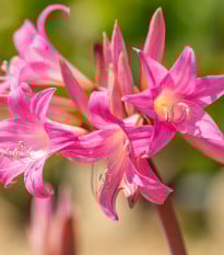 Amarylka Belladonna - Hippeastrum - cibule amarylky - 1 ks