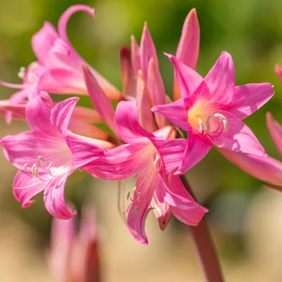 Amarylka Belladonna - Hippeastrum - cibule amarylky - 1 ks