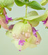 Okrasné oregano Kirigami - Origanum rotundifolia - osivo oregana - 18 ks
