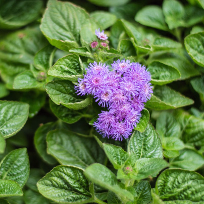 Nestařec americký Red Sea - Ageratum houstonianum - osivo nestařce - 30 ks