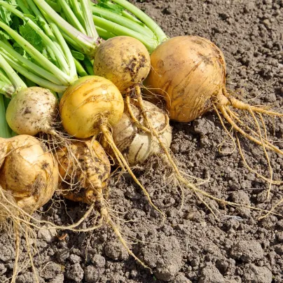 BIO Tuřín Wilhelmsburger - Brassica napus var. napobrassica - bio osivo tuřínu - 100 ks
