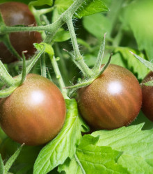 BIO Rajče černé Cherry - Lycopersicon esculentum - bio osivo rajčat - 6 ks