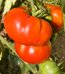 Bio Rajče Brandywine červené - Solanum lycopersicum - bio osivo rajčat - 7 ks