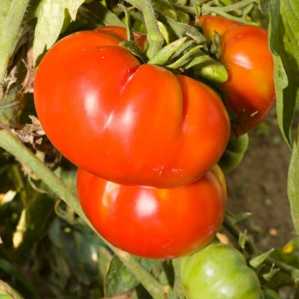 BIO Rajče Brandywine červené - Solanum lycopersicum - bio osivo rajčat - 7 ks