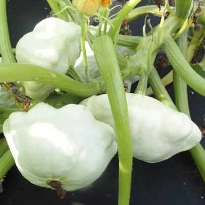 Patizon Disco - Cucurbita pepo - osivo patizonu - 12 ks