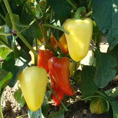 Paprika Zlata - Capsicum annuum - osivo papriky - 30 ks