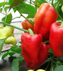 Paprika Andrea - Capsicum annuum - osivo papriky - 20 ks