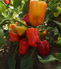 Paprika raná Citrina - Capsicum annum - osivo papriky - 40 ks