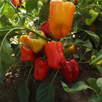 Paprika raná Citrina - Capsicum annum - osivo papriky - 40 ks