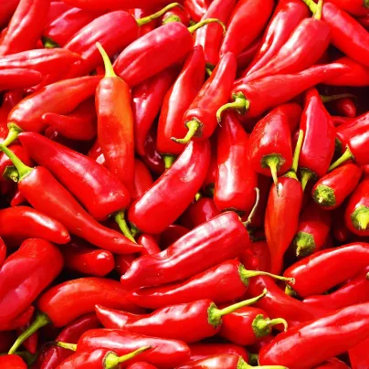 Paprika Hodonínská sladká - Capsicum annum - osivo papriky - 90 ks