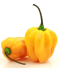 Chilli Big Sun Habanero - Capsicum Chinense - osivo chilli - 6 ks