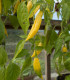 BIO Chilli Lemon Drop - Capsicum baccatum - bio osivo chilli - 7 ks