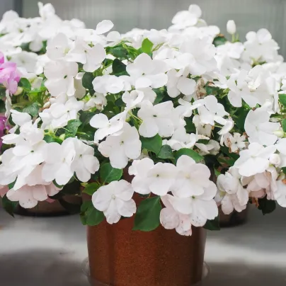 Netýkavka Campos bílá F1 - Impatiens walleriana - osivo netýkavky - 20 ks