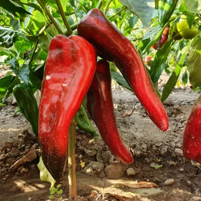 Paprika roční Rafaela F1 - Capsicum annuum - osivo papriky - 15 ks