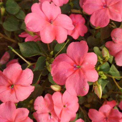 Netýkavka Campos F1 salmon - Impatiens walleriana - osivo netýkavky - 20 ks