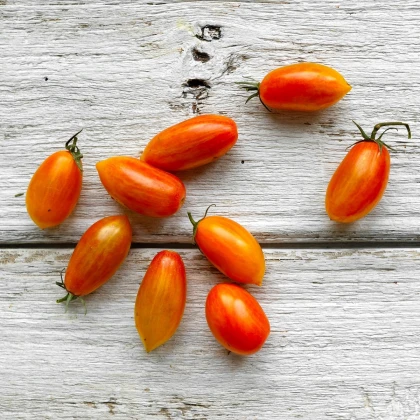 BIO Rajče Blush - Solanum lycopersicum - bio osivo rajčat - 6 ks