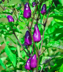 Chilli Jalapeno fialové - Capsicum annuum - osivo chilli - 6 ks