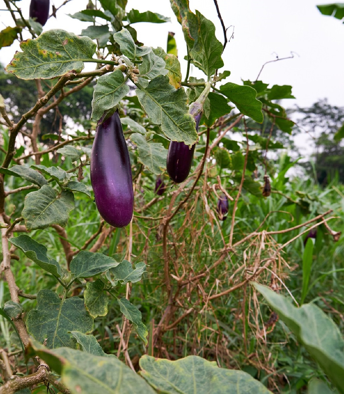 Lilek Jewel Amethyst - Solanum melongena - osivo lilku - 10 ks