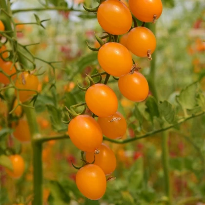 Rajče Aprikola F1 - Solanum lycopersicum - osivo rajčat - 7 ks
