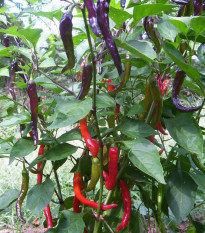 Chilli Kajenský pepř Purple - Capsicum annuum - osivo chilli - 8 ks