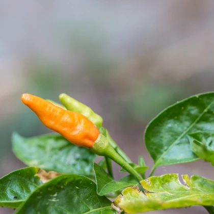 Chilli Peter Orange - Capsicum chinense - osivo chilli - 5 ks