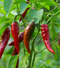 Chilli Thai Hot Culinary - Capsicum annuum - osivo chilli - 6 ks