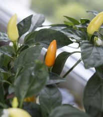 Chilli Little Elf - Capsicum chinense - osivo chilli - 6 ks