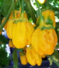 Chilli 7 Pot Bubblegum Yellow - Capsicum chinense - osivo chilli - 7 ks