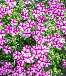 Petúnie Musica F1 Purple Star - Petunia x grandiflora - osivo petúnie - 30 ks