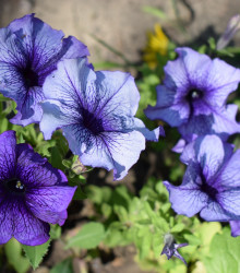 Petúnie Musica F1 Blue Vein - Petunia x grandiflora - osivo petúnie - 30 ks