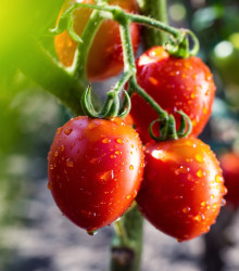 Rajče Tutti Frutti F1 - Solanum lycopersicum - osivo rajčat - 6 ks