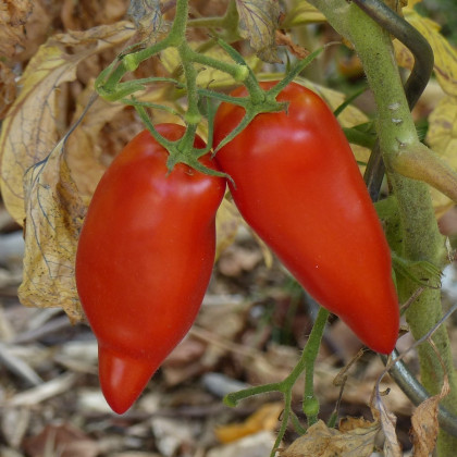 BIO Rajče Andenhorn - Lycopersicon esculentum - bio osivo rajčat - 8 ks