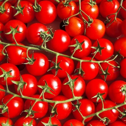Rajče Cerise - Solanum lycopersicum - osivo rajčat - 10 ks