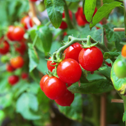 Rajče Spencer - Solanum lycopersicum - osivo rajčat - 20 ks