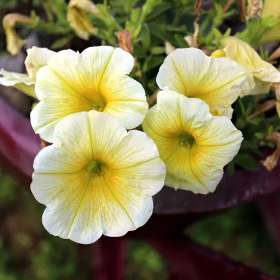 Petúnie Lavina Žlutá hvězda F1 - Petunia pendula - osivo petúnie - 20 ks