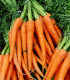 BIO Mrkev Amsterdam - Daucus carota - bio osivo mrkve - 300 ks