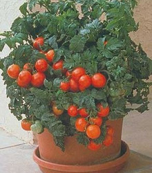 Rajče Patio - prodej semen rajčat - 6 ks