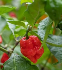 Chilli 7 Pot červené - Capsicum chinense - osivo chilli - 6 ks