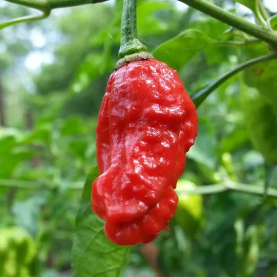 Chilli Naga Viper - Capsicum chinense - osivo chilli - 6 ks