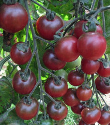 Cherry rajčátka Rosella - Lycopersicon esculentum - osivo rajčat - 6 ks