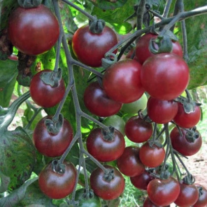 Rajče cherry Rosella - Solanum lycopersicum - osivo rajčat - 6 ks