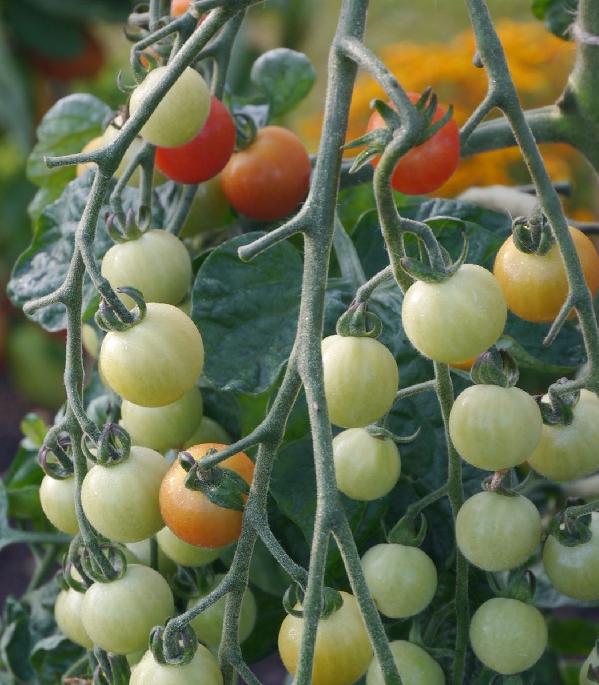 Rajče Sweet Aperitif - Solanum lycopersicum - osivo rajčat - 6 ks